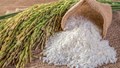 Sửa đổi, bổ sung quy định về chứng nhận chủng loại gạo thơm xuất khẩu sang Liên minh châu Âu