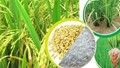 Giá lúa gạo hôm nay 13/5: Giá gạo nguyên liệu và thành phẩm đi ngang