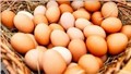 Khan hiếm trứng đẩy giá tăng vọt tại Đài Loan