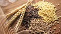 Lo ngại về nguồn cung lúa mì đang dần quay trở lại và hỗ trợ đà hồi phục của giá