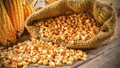 Doanh nghiệp Đài Loan tìm nhà cung ứng bột lõi ngô