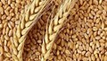 Bốn tháng đầu năm 2022 nhập khẩu trên 1,55 triệu tấn lúa mì