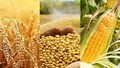 USDA: Dự báo sản lượng ngô và đậu tương thế giới niên vụ 2022/2023 giảm