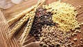 Lúa mì nhập khẩu về Việt Nam có trên 70% từ thị trường Australia