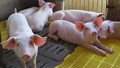 Giá heo hơi hôm nay 2/10/2023: Cao nhất ở mức 56.000 đ/kg
