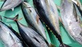 Xuất khẩu cá ngừ năm 2024 có thể cán mốc tỷ USD?