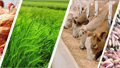 Thức ăn gia súc và nguyên liệu nhập khẩu từ Achentina tăng gần 104%