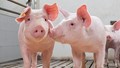 Giá heo hơi được dự báo tiếp tục tăng, doanh nghiệp đang chuẩn bị gì để đón sóng?