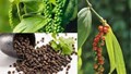 Xuất khẩu hạt tiêu 8 tháng năm 2025 giảm khối lượng nhưng tăng kim ngạch