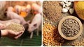 Nhập khẩu thức ăn gia súc 8 tháng năm 2025 giảm nhẹ