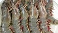 Thủy sản Việt Nam bứt phá mạnh mẽ