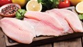 Cá rô phi nổi lên như một sản phẩm xuất khẩu tiềm năng