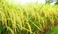 Dự báo cung – cầu gạo TG năm 2022/23: Sản lượng tăng ở Ấn Độ, giảm ở Trung Quốc