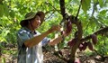 Bà Rịa-Vũng Tàu mở rộng diện tích cây cacao đáp ứng xuất khẩu