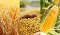 Giá ngũ cốc ngày 28/11/2022: Ngô tăng, lúa mì chạm mức thấp nhất trong nhiều tháng