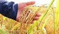 Thị trường lúa gạo ngày 21/2: Giá lúa đồng loạt giảm mạnh 400 – 900 đồng/kg