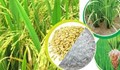 Thị trường lúa gạo trong nước ngày 27/3: Gạo nguyên liệu xu hướng tăng