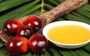 Indonesia sẽ đưa gang niken và một số sản phẩm phái sinh từ dầu cọ ra khỏi chính sách xuất khẩu tập trung