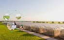 Nhật Bản thành lập cơ quan bảo vệ giống cây trồng
