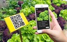 Truy xuất nguồn gốc không tạo “luồng xanh”, nhưng mở rộng cơ hội xuất khẩu