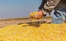 Nhập khẩu ngô của Việt Nam 6 tháng đầu năm 2026: Lượng và kim ngạch tăng mạnh