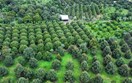 Đơn giản hóa thủ tục hành chính về mã số vùng trồng, mã số cơ sở đóng gói