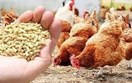 Xu hướng biến động thị trường xuất nhập khẩu thức ăn gia súc và nguyên liệu