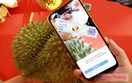 Nghị quyết số 36: Cơ hội chuẩn hóa vùng nguyên liệu sầu riêng