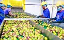 Xuất nhập khẩu 2026: Đằng sau những con số tăng trưởng