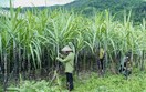 Bộ Công Thương gia hạn áp dụng biện pháp chống bán phá giá và chống trợ cấp với đường mía Thái Lan