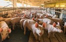Xuất khẩu thịt heo mang tín hiệu tích cực cho ngành nông nghiệp Argentina