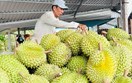 14/7: Sắp diễn ra Hội thảo Sầu riêng châu Á lần thứ 2