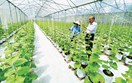 Nâng tầm nông sản Việt: Doanh nghiệp cần thêm lực đẩy