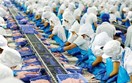 Ấn Độ dẫn đầu thị phần nhập khẩu thuỷ sản của Việt Nam trong 8 tháng đầu năm 2026