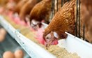 58 thông báo SPS trong nửa đầu tháng 10: Doanh nghiệp xuất khẩu cần lưu ý yêu cầu mới của các thị trường