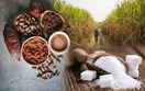 Diễn biến giá nông sản thế giới hôm nay 9/6/2026