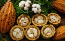 Diễn biến giá nông sản thế giới hôm nay 14/7/2026