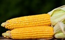 Bảng giá nông sản thế giới hôm nay 13/10/2025