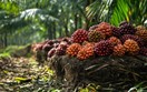 Bảng giá nông sản thế giới hôm nay 28/10/2025