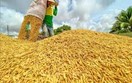 TT lúa gạo ngày 12/5/2025: Trong nước ổn định, xuất khẩu đối mặt thách thức