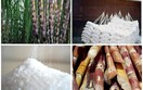 Nghiên cứu hỗ trợ doanh nghiệp mía đường duy trì sản xuất bền vững