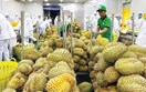 Mở rộng thị trường, nâng chuẩn để sầu riêng Việt tăng giá trị xuất khẩu