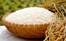 Thông tin thị trường và khuyến nghị đối với thương nhân kinh doanh xuất khẩu gạo