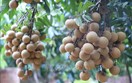 Đẩy mạnh xúc tiến thương mại các mặt hàng quả vải và nhãn