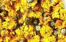 Đối tác Hàn Quốc tìm kiếm doanh nghiệp Việt Nam cung ứng mặt hàng hoa cúc khô