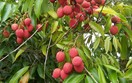 Quả vải VN chính thức xuất hiện tại hệ thống siêu thị bán lẻ lớn nhất nước Mỹ