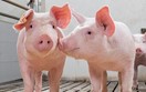 19-21/4/2022: Hội nghị Quốc tế về chăn nuôi lợn United Pork Americas tại Mỹ