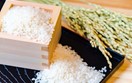 Ai Cập mời thầu đợt 1 cung cấp 25.000 tấn gạo trong năm 2023