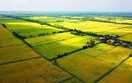 Kéo dài miễn thuế sử dụng đất nông nghiệp đến hết năm 2030