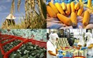 Thúc đẩy nông sản Việt vươn tầm toàn cầu: Cơ hội hợp tác công nghệ với Ấn Độ
